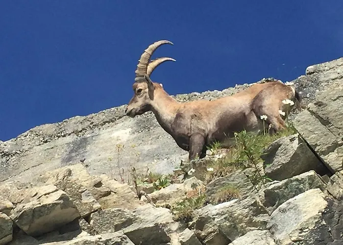 Alpentraum, Alte Gasse 20 Appartement