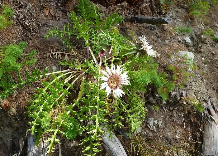 Appartement Alpentraum, Alte Gasse 20 *